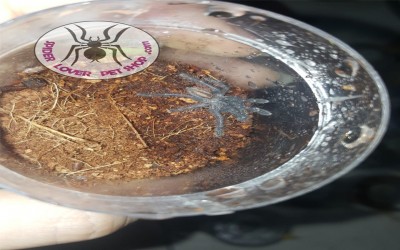 Poecilotheria Metallica Sling Tarantula
